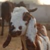 Standard Barbari Goat