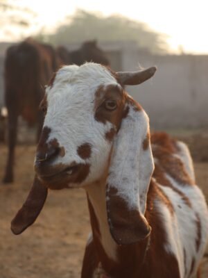 Standard Barbari Goat
