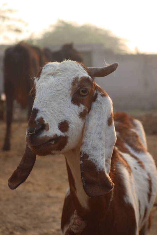 Standard Barbari Goat
