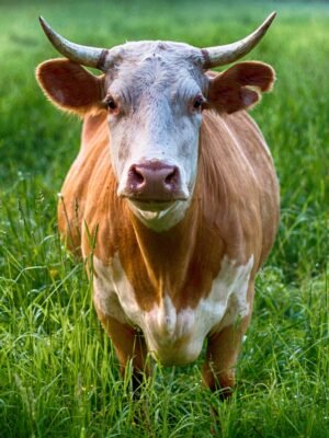 Full Commemorative Ox