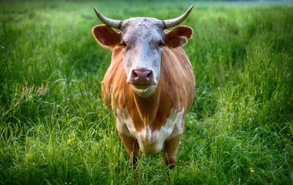 Full Commemorative Ox