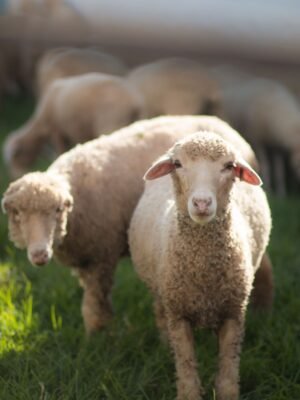 Premium Najdi Sheep