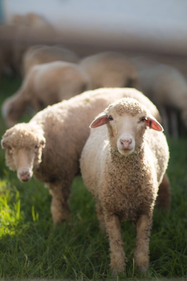 Premium Najdi Sheep-Products page Premium Najdi Sheep