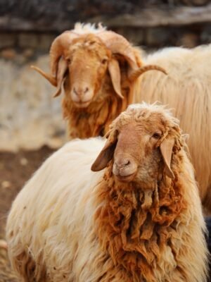 Suakin Sheep