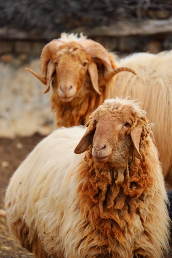 Suakin Sheep